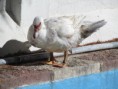 /album/balsa-de-los-patos/img-0243-jpg/